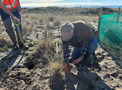 Chris Ward planting Pimelea villosa (sand daphne) at Te Tumu Kaituna 72B